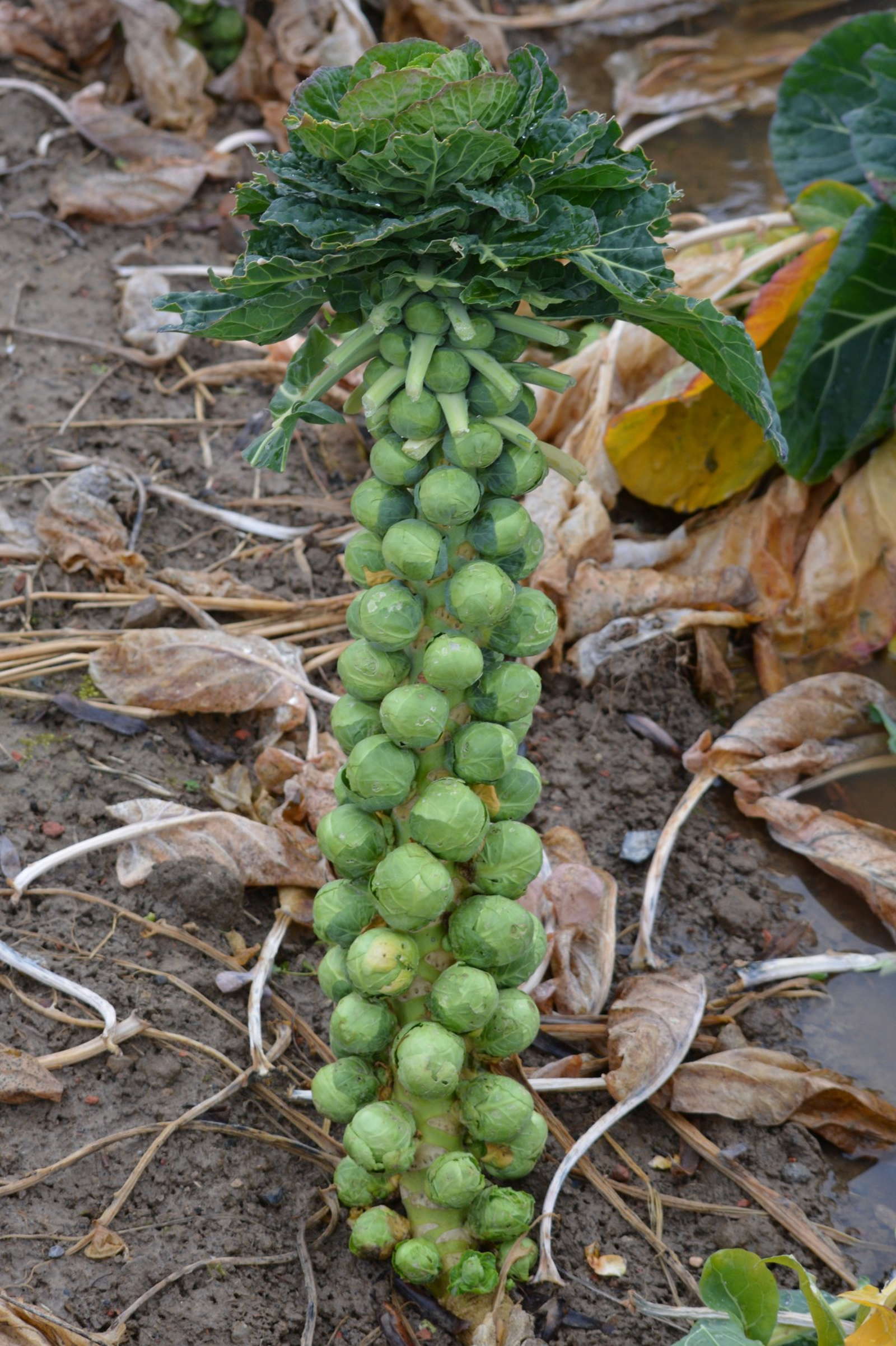 Rosenkohl anbauen: Tipps zum Pflanzen im Garten - Plantura