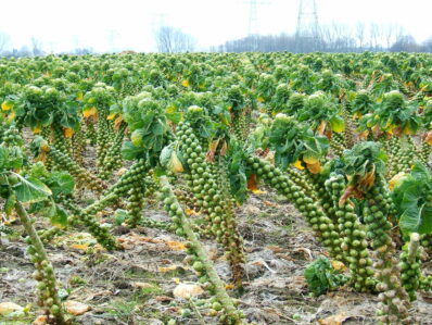 Rosenkohl pflanzen: Anbau im eigenen Garten