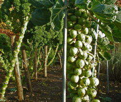 Rosenkohl 4