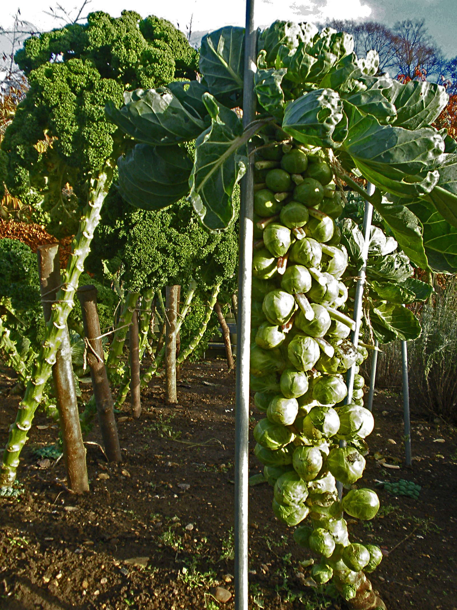 Rosenkohl anbauen: Tipps zum Pflanzen im Garten - Plantura