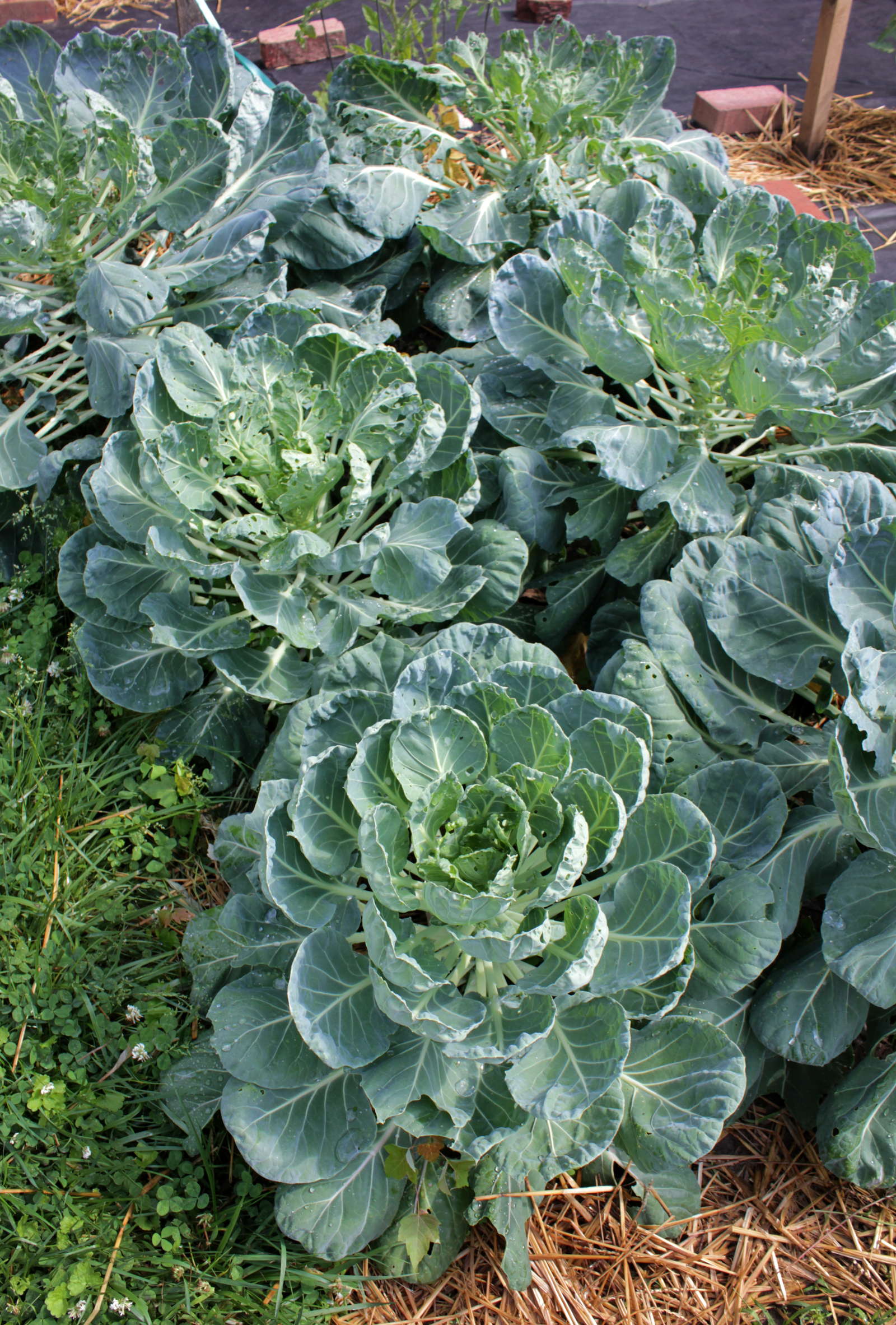 Rosenkohl pflanzen Anbau im eigenen Garten Plantura