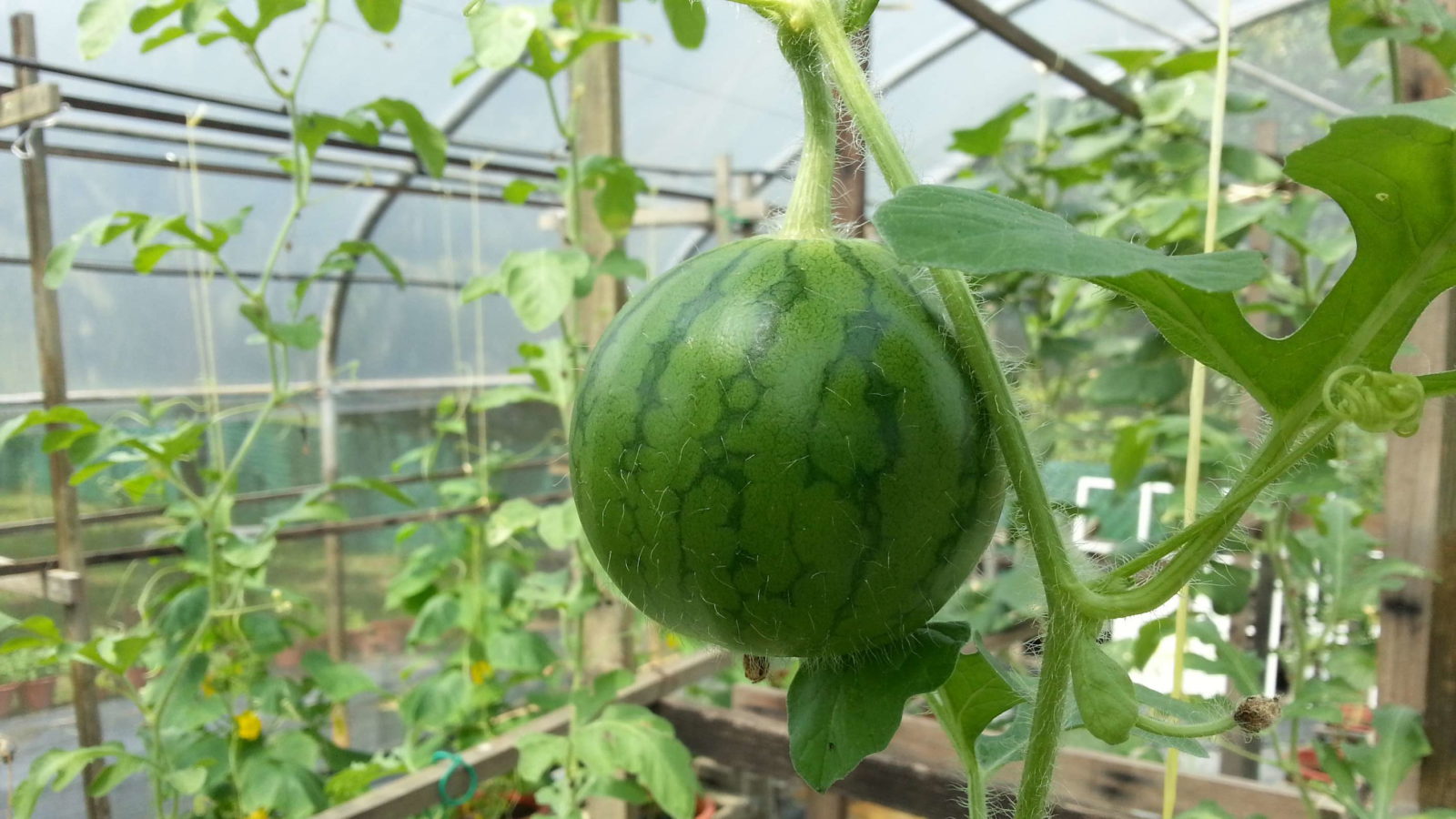 Wassermelone Pflanzen Tipps Zum Anbau Im Garten Plantura