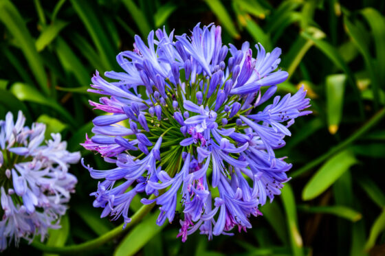 Agapanthus überwintern: Tipps für eine erfolgreiche Überwinterung