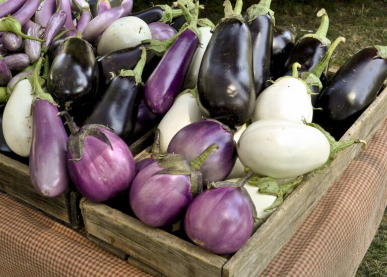 Aubergine Mediterranes Feeling im eigenen Garten Plantura