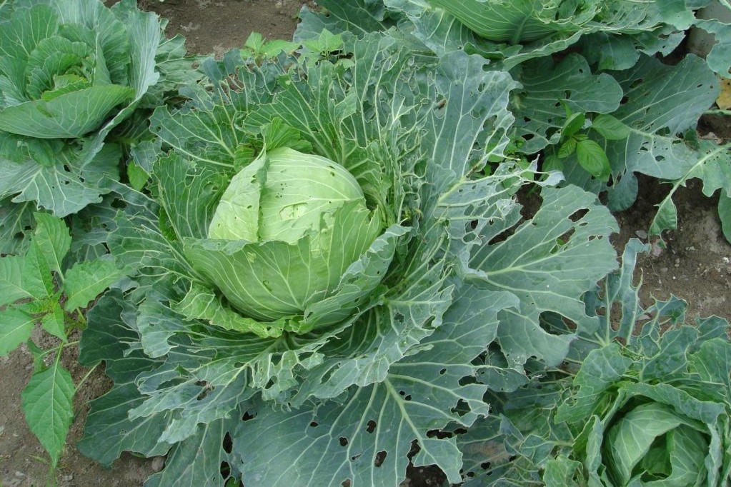 Weißkohl mit Blattfraß