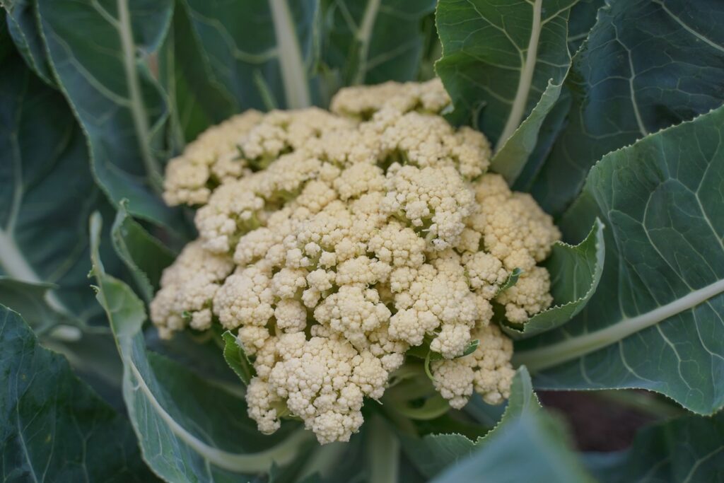 Blumenkohl-Blütenansätze
