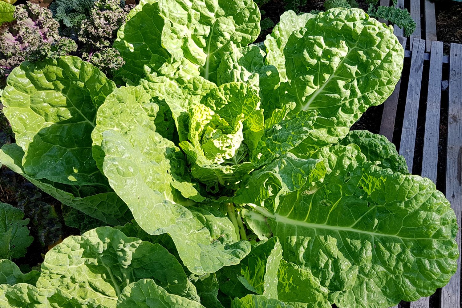 Butterkohl: Die schon fast vergessene Kohlart feiert ihr Comeback