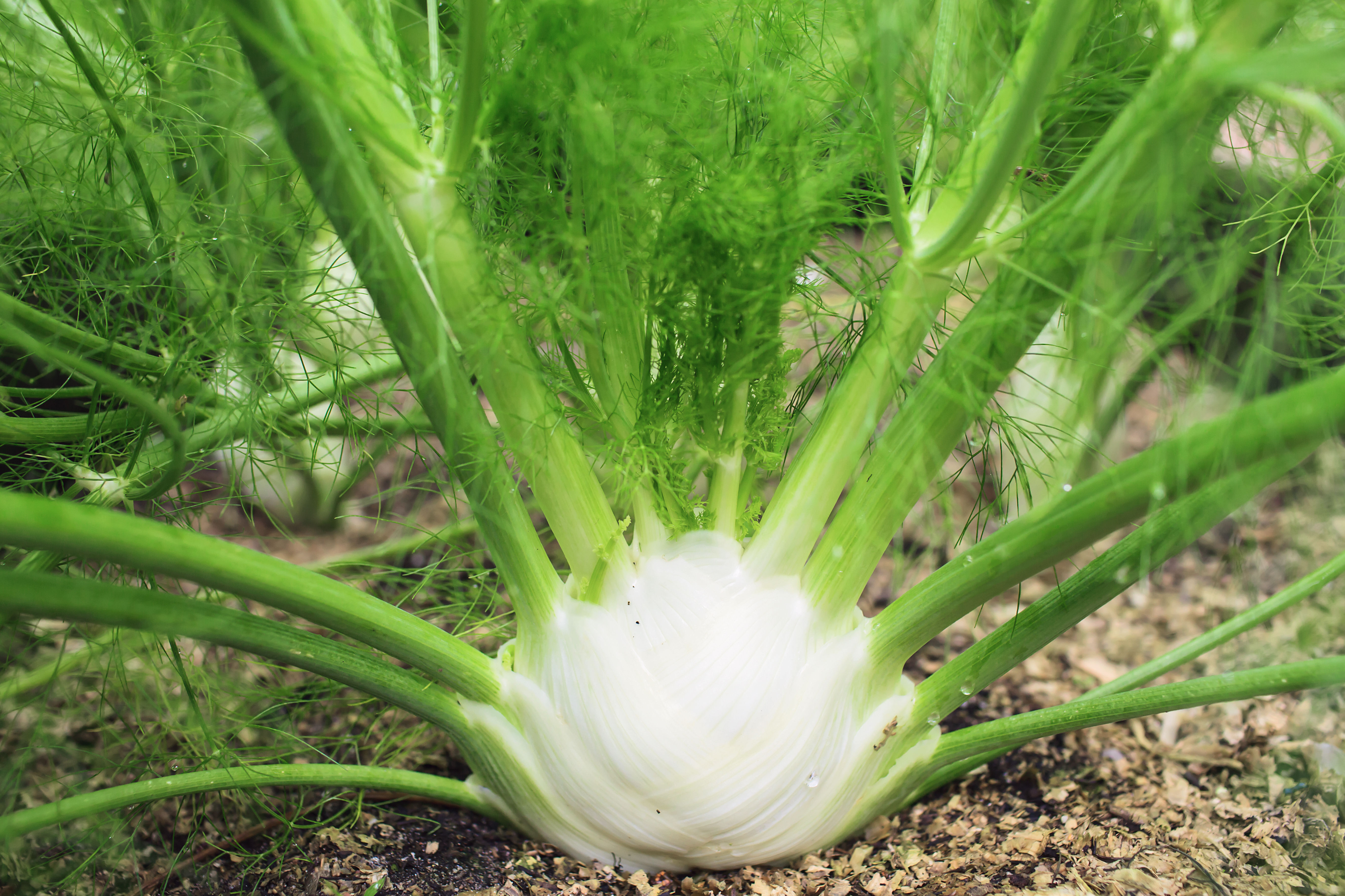 Fenchel Anbau Ernte Der Knolle Im Garten Plantura