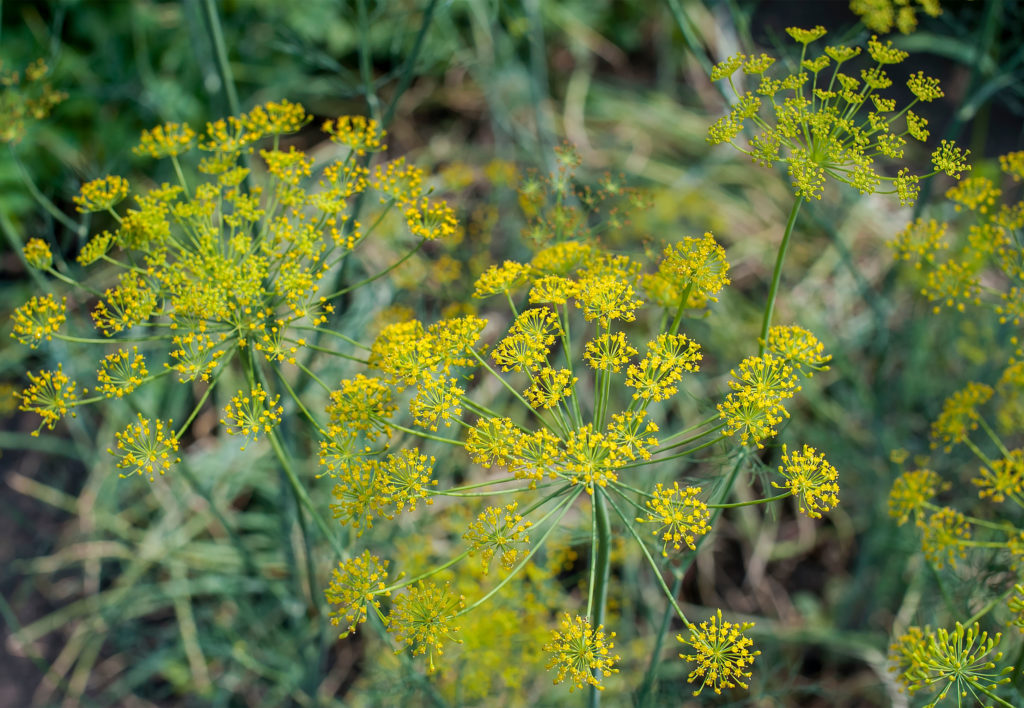 Fenchel Anbauen Aussaat Pflege Erntezeit Plantura