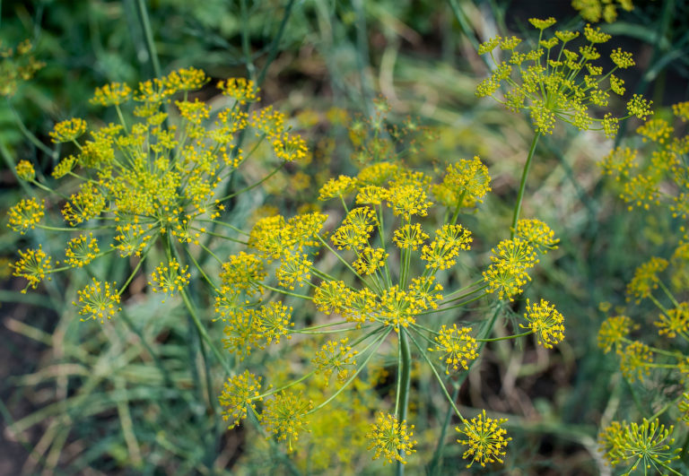 Fenchel anbauen Aussaat, Pflege & Erntezeit Plantura