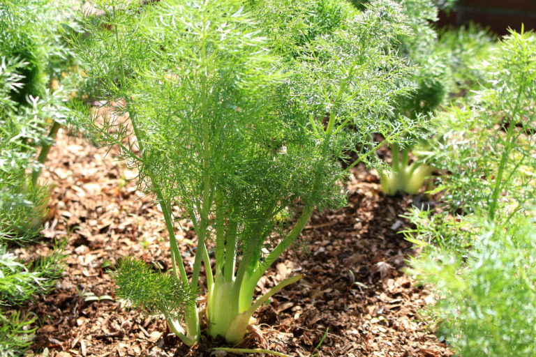 Fenchel Anbau & Ernte der Knolle im Garten Plantura
