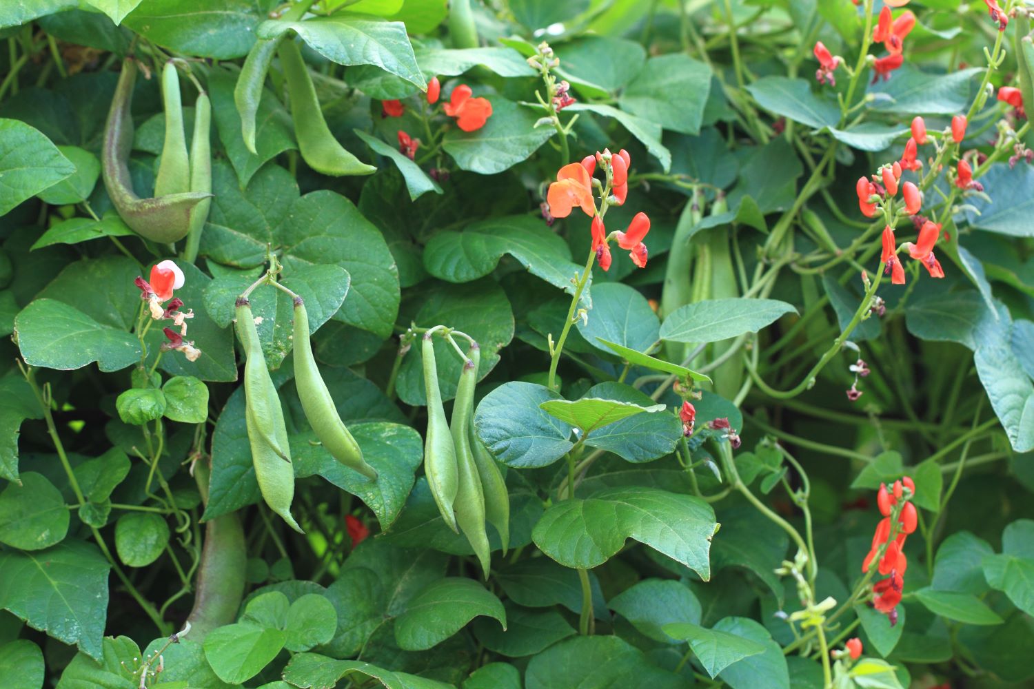 Die Gartenbohne Anbau von Busch & Stangenbohne Plantura