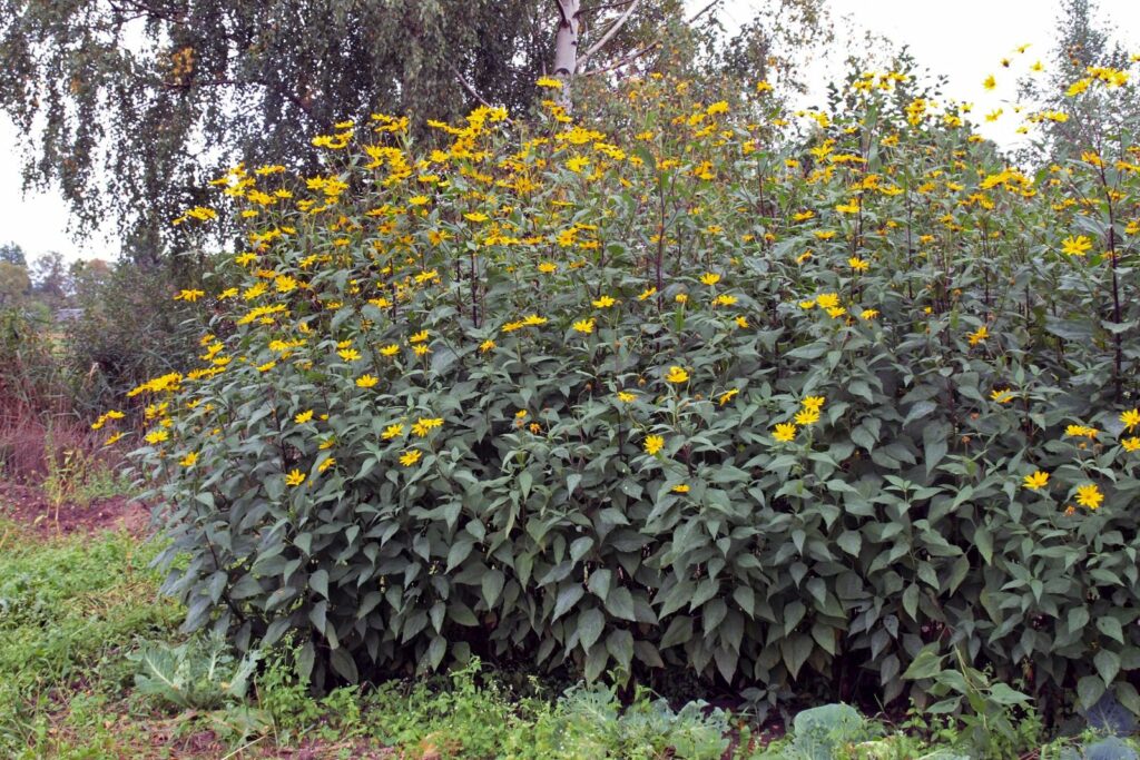 Hoher Topinambur-Strauch mit Blüten