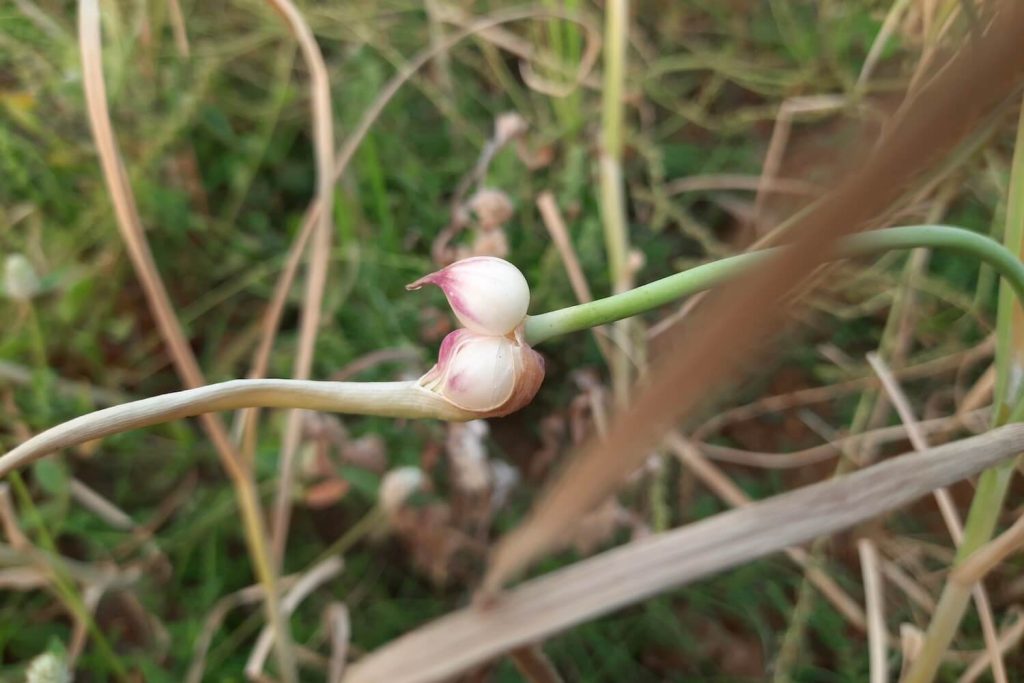 Brutzwiebeln von Knoblauch