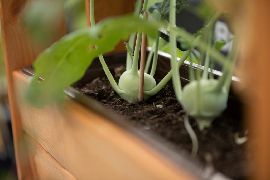 Kohlrabi im Balkonkasten