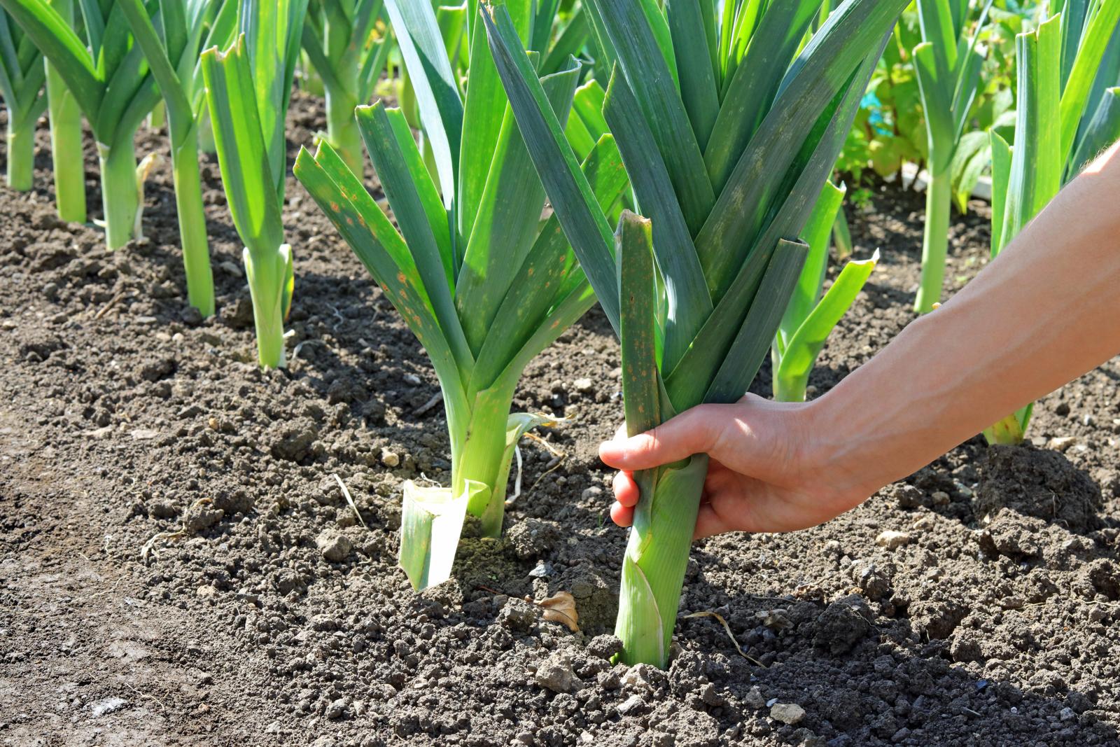 Lauch und Porree: gesundes und vitaminreiches Wintergemüse - Plantura