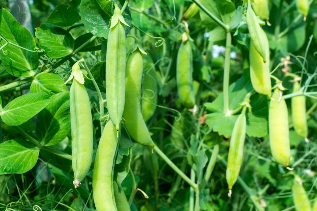 Ernte der Markerbse