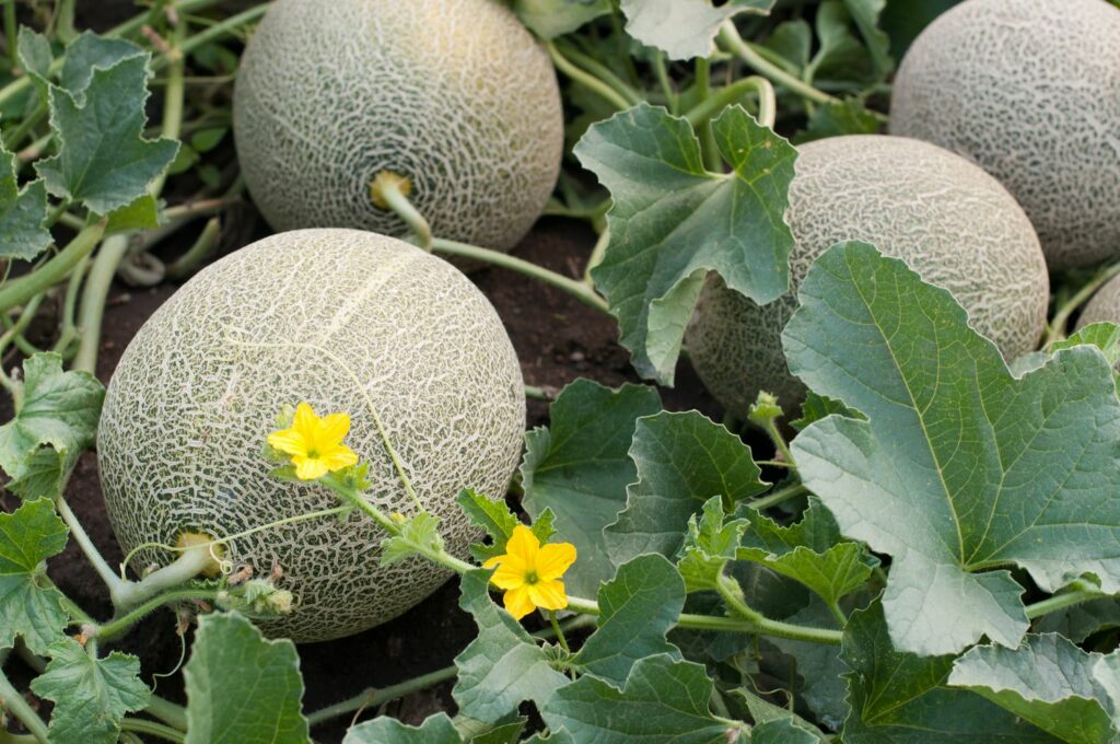 Melonen pflanzen Zuckermelone, Honigmelone & Co.