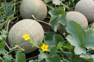 Melonen pflanzen: Zuckermelonen, Honigmelonen und Co. selber anbauen
