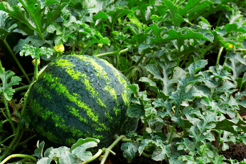Melonen pflanzen Zuckermelone, Honigmelone & Co.