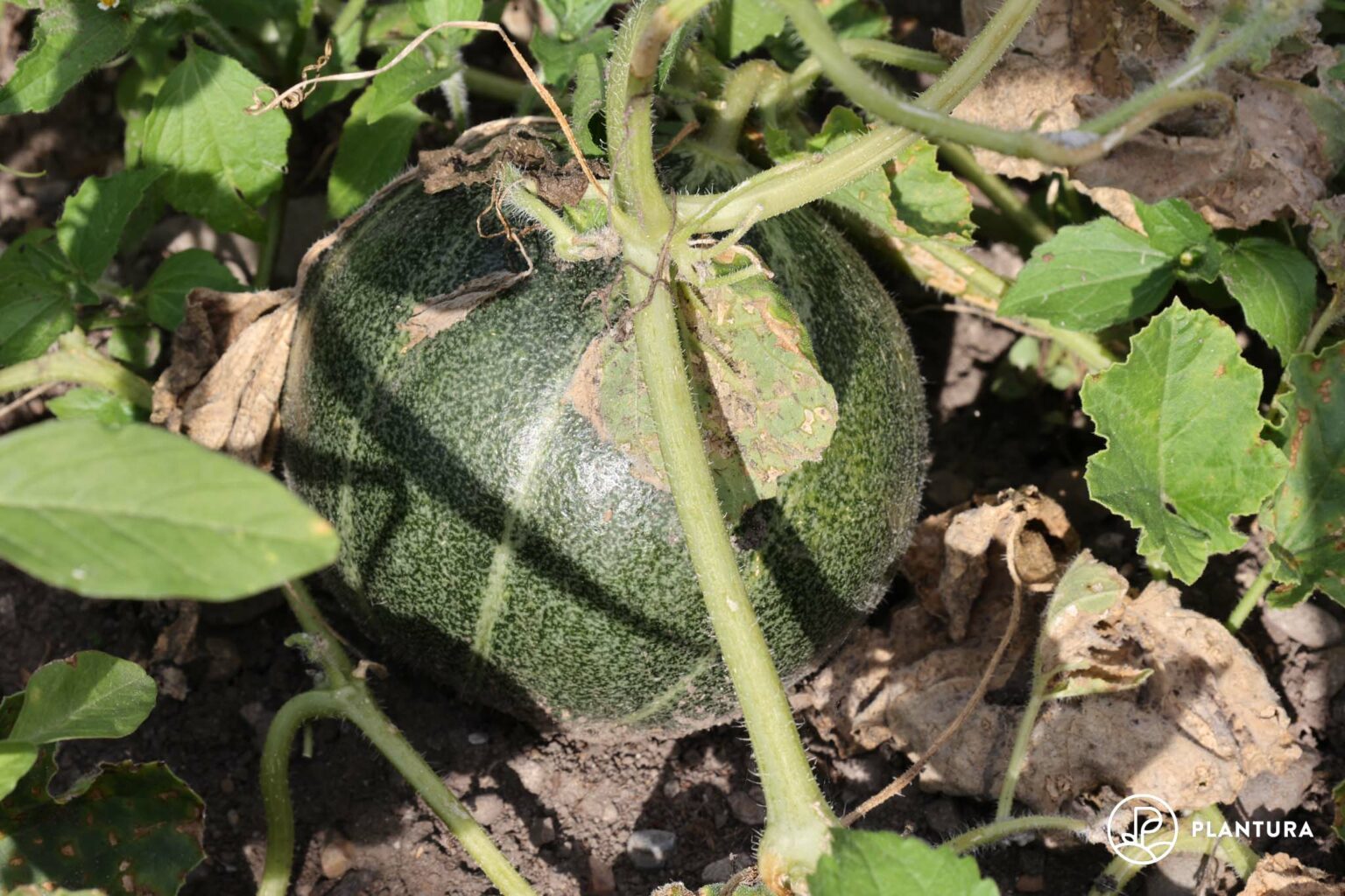 Melonen pflanzen Zuckermelone, Honigmelone & Co.