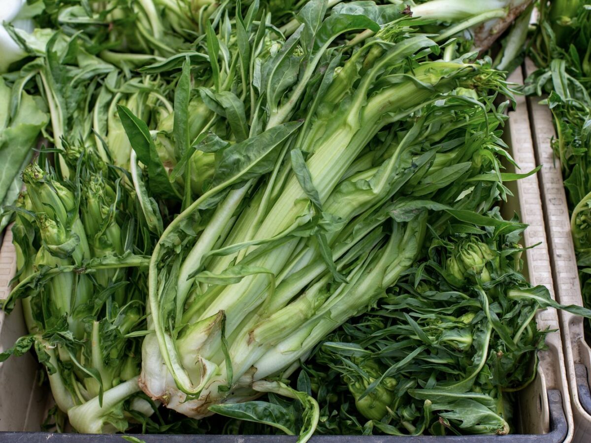Puntarelle: Der besondere Vulkanspargel aus Rom - Pantura