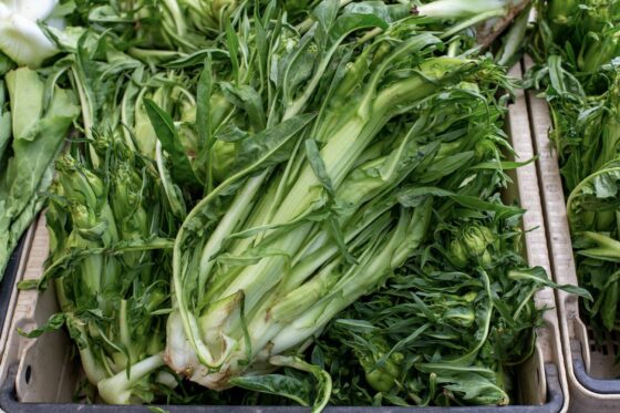 Puntarelle, Cimata und Vulkanspargel: regionale Spezialität aus Rom