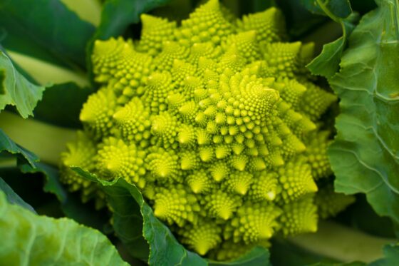 Romanesco: Die wahrscheinlich schönste Variation des Blumenkohls