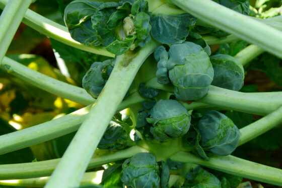 Rosenkohl: Herkunft und Anbau des Brüsseler Kohl