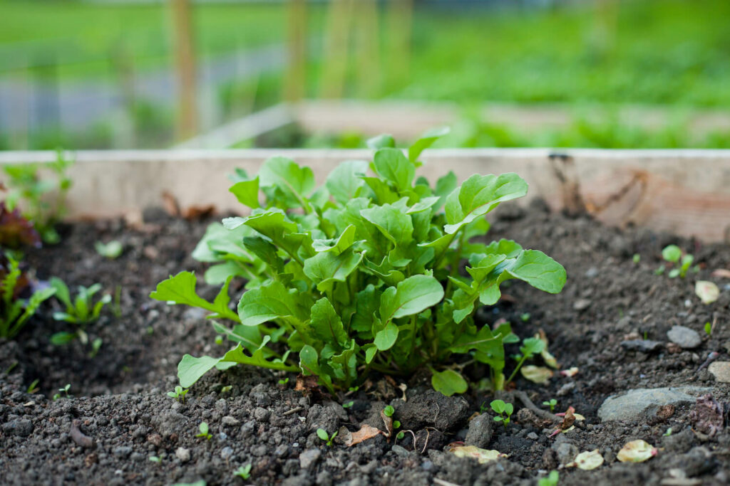Rucola-Anbau im Hochbeet