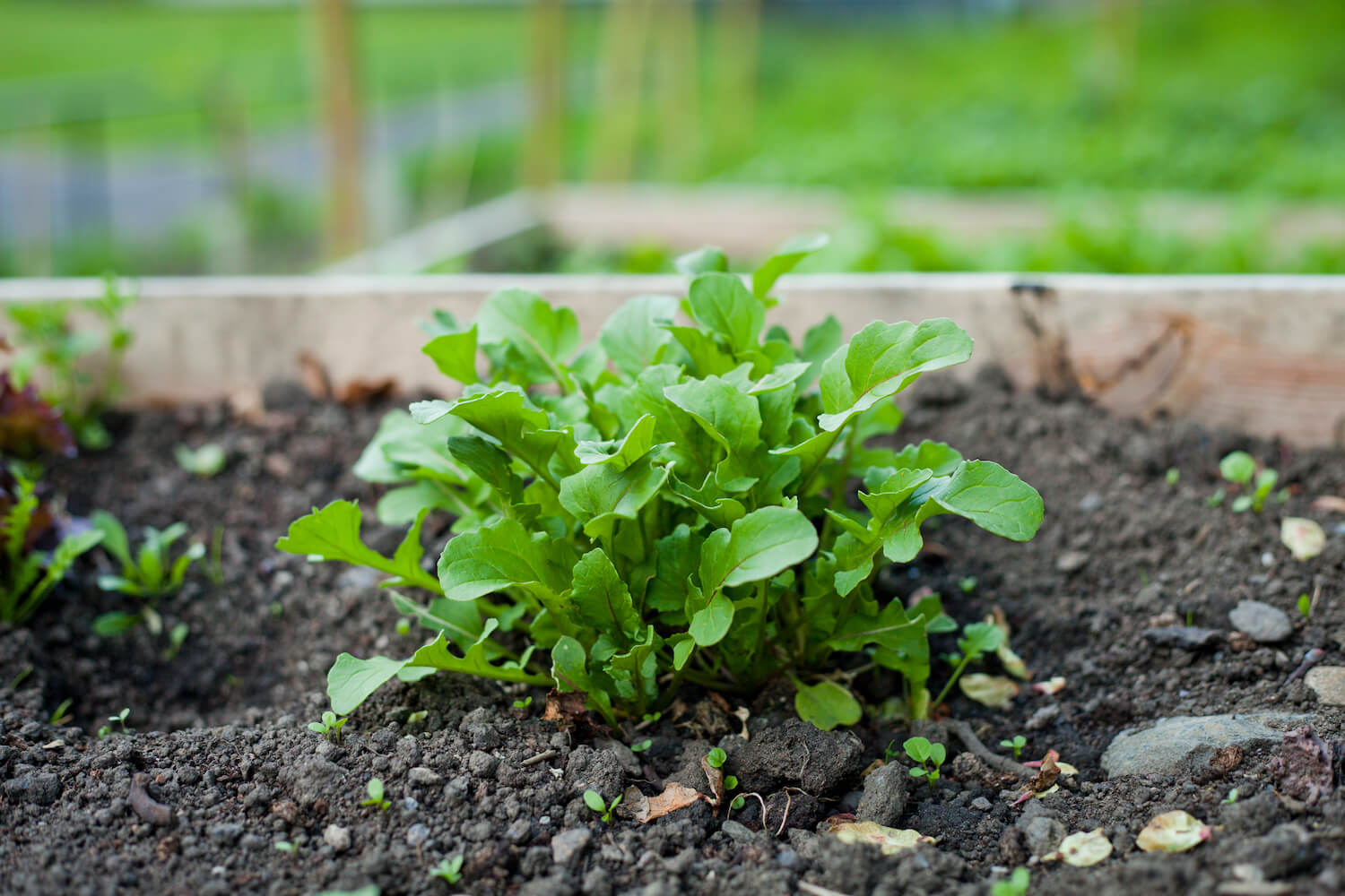 Rucola: Anbau, Herkunft &amp; Sorten der Rauke - Plantura