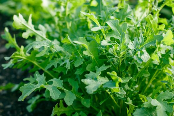 Rauke, Rucola & Co. – Herkunft und Anbau
