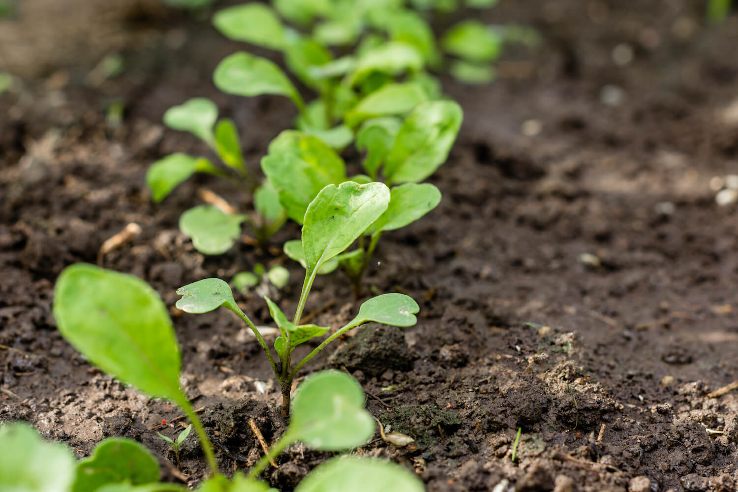 Rucola Anbau, Herkunft & Sorten der Rauke Plantura