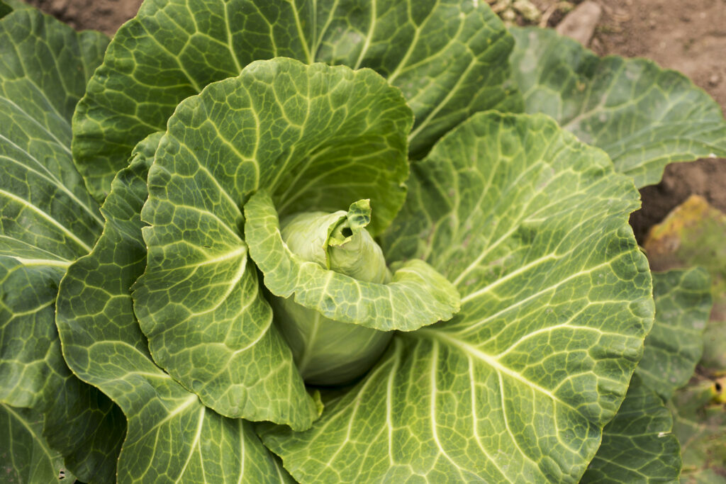 spitzkohl im Gemüsebeet
