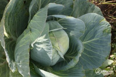 Weißkohl: gesundes Kraut mit langer Historie
