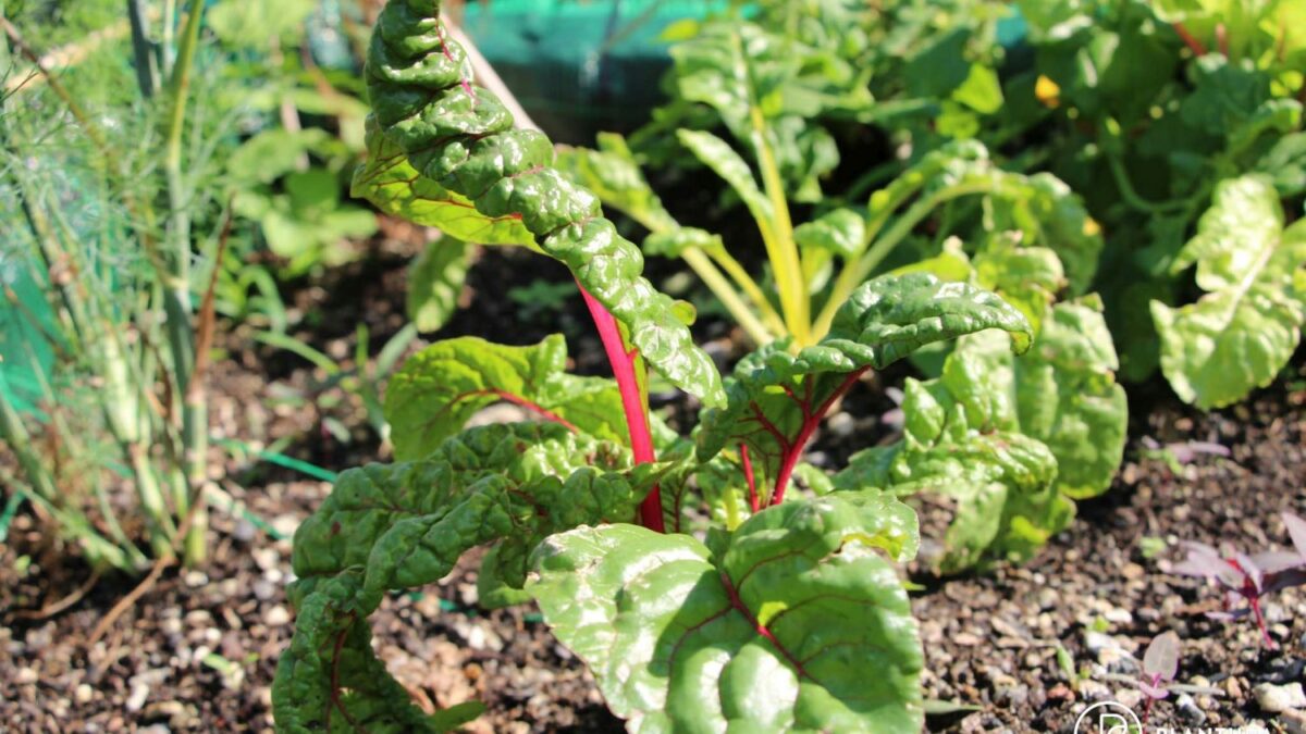 freilandtomaten saatgut BIO Saatgut Snack-Tomaten Mix – Biogartenladen main image 1