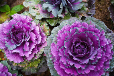 Zierkohl: Tolles Farbspiel für den eigenen Garten