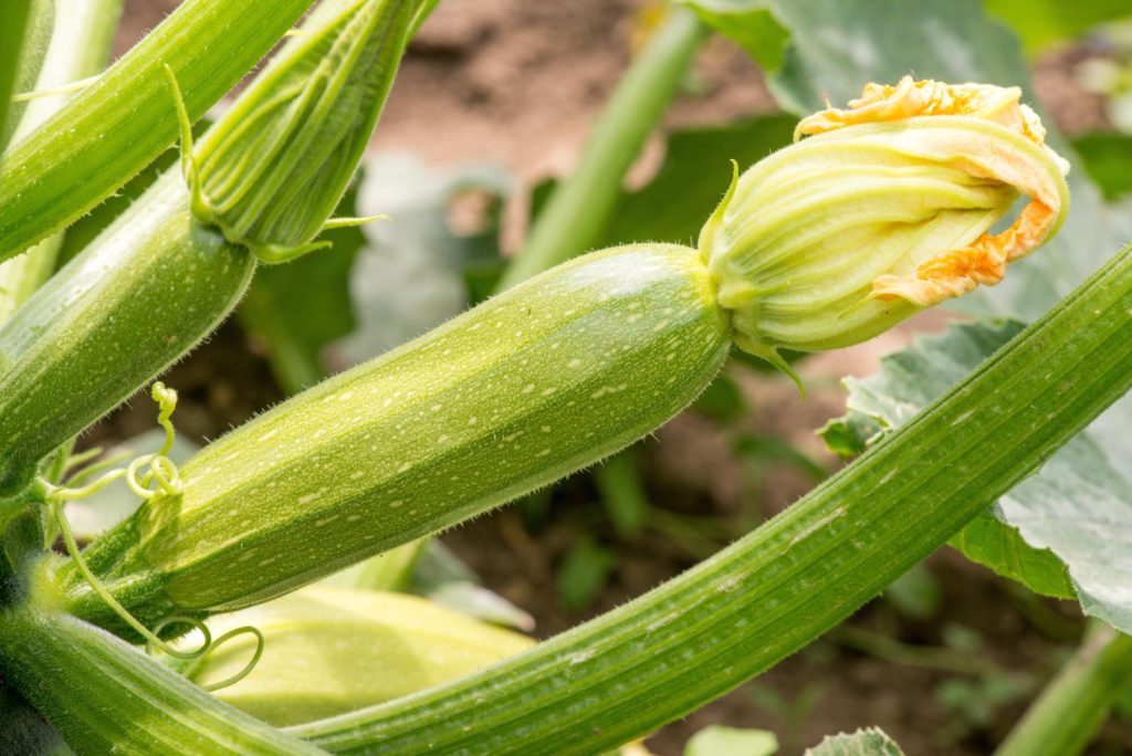 Zucchini aus dem eigenen Garten - Plantura