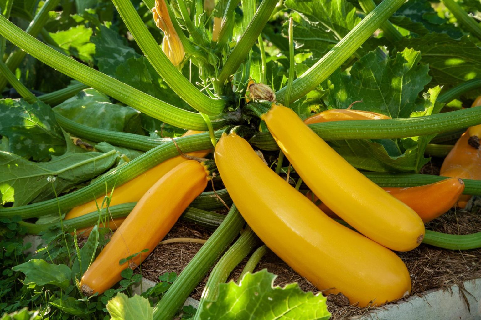 Zucchini aus dem eigenen Garten Plantura