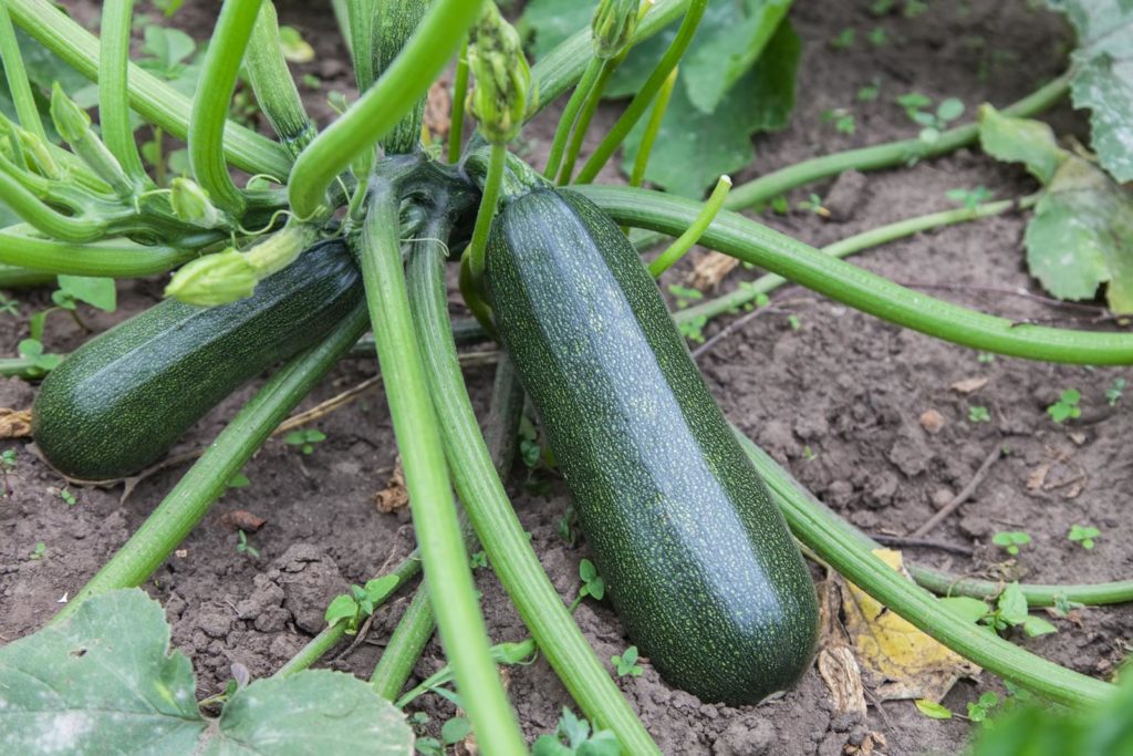 Zucchini aus dem eigenen Garten Plantura