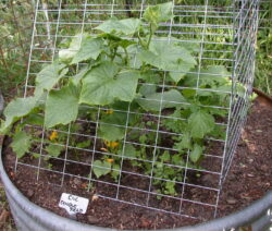 10 Gurken Anbauen