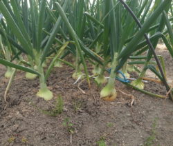 2 Zwiebeln Im Beet