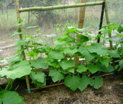 39 Gurken Im Garten