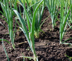 4 Zwiebeln Im Beet