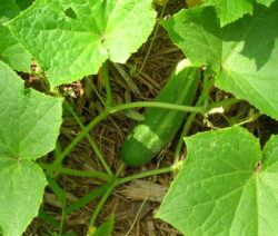 41 Gurke Aus Dem Eigenen Garten