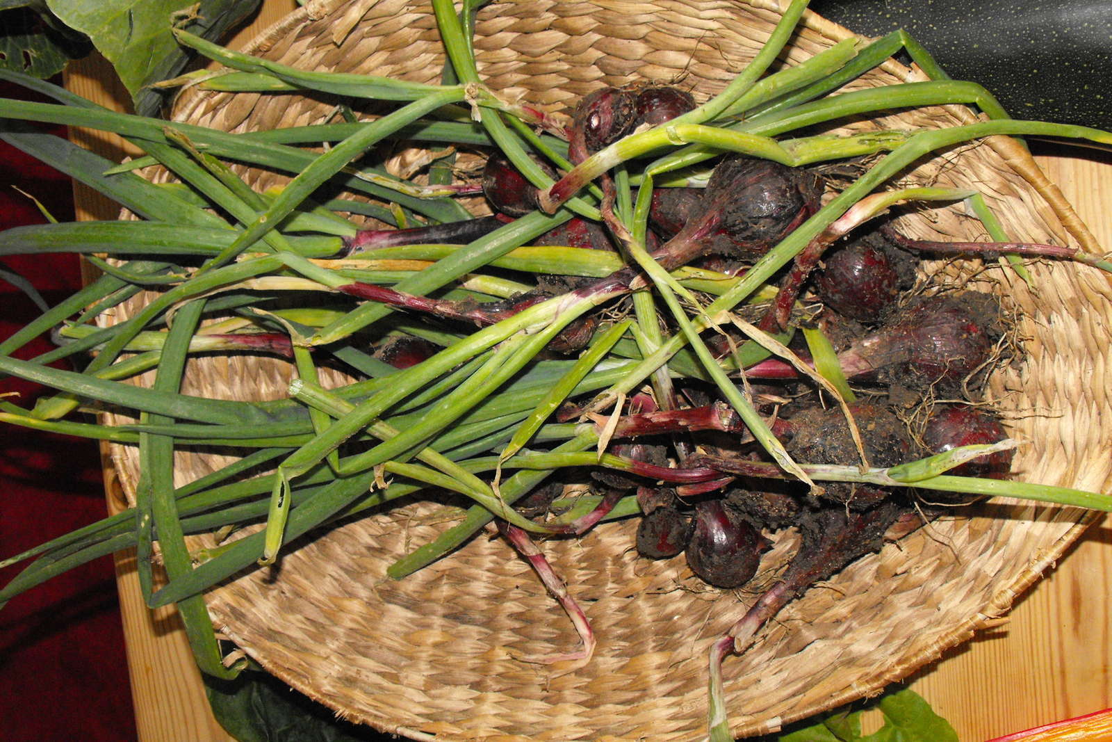 Zwiebeln Ernten Und Lagern Plantura
