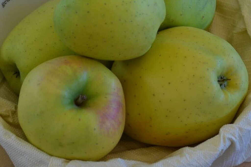 Apfel Gelber Bellefleur