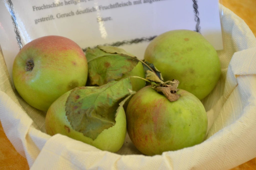 Rheinische-Schafsnasen-Äpfel