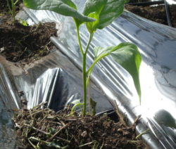 Aubergine Folientunnel