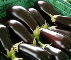 Aubergine Lagern 1